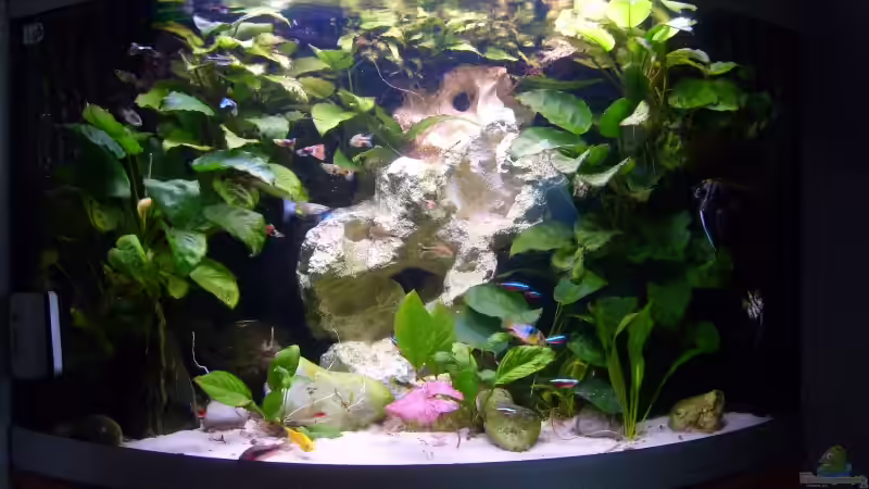 Hauptansicht Aquarium von Becken 16890 von Kimberly L (1)