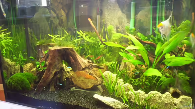 Hauptansicht Aquarium von Becken 16964 von Zeus (1)