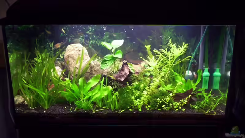 Hauptansicht Aquarium von Becken 16979 von Zeus (1)