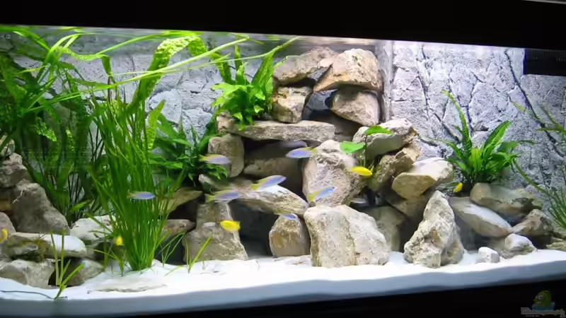 Hauptansicht Aquarium von Becken 16980 von Thomas Herbst (1)