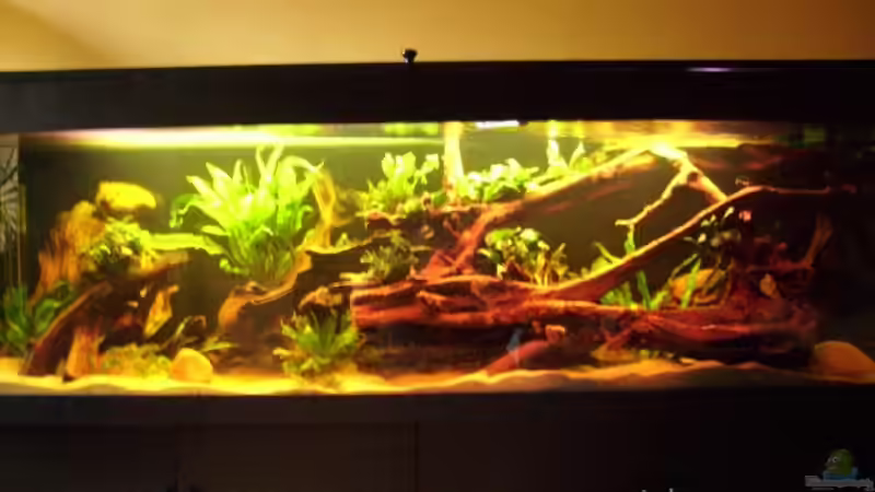 Hauptansicht Aquarium von Becken 17172 von exhhtom64 (1)