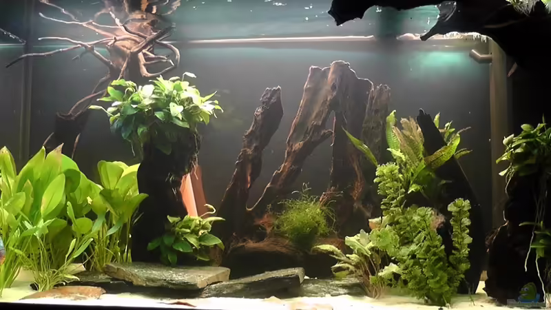 Hauptansicht Aquarium von Becken 17206 von Blaubör (1)