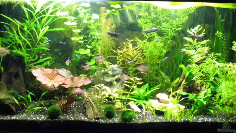 Hauptansicht Aquarium von Becken 17340 von Tudelui (1)