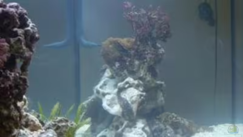 Hauptansicht Aquarium von Becken 17663 von andi1 (1)