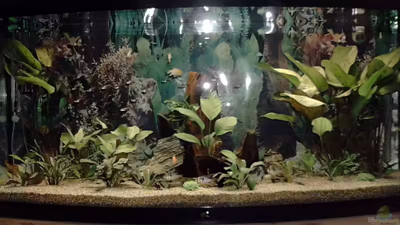 Hauptansicht Aquarium von Becken 1771 von Michael Tiemann (1)