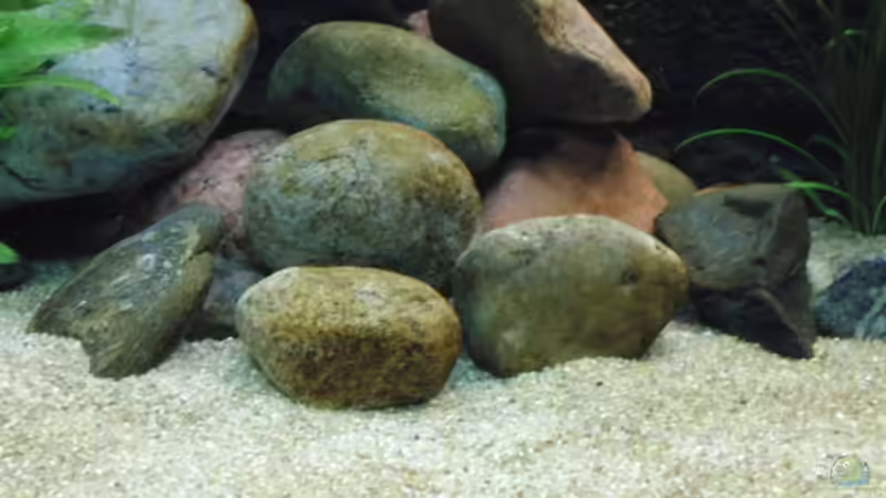 Hauptansicht Aquarium von Becken 17837 von Alex_085 (1)