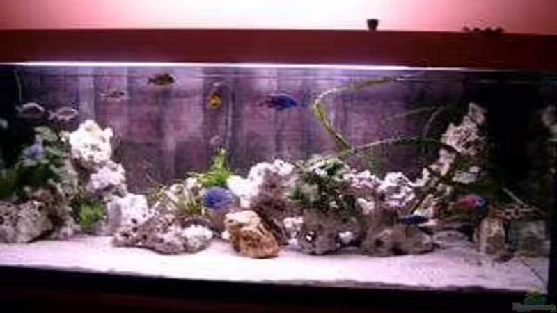 Hauptansicht Aquarium von Becken 179 von Harry Kappler (1)