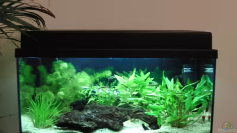 Hauptansicht Aquarium von Becken 17931 von Alex_085 (1)