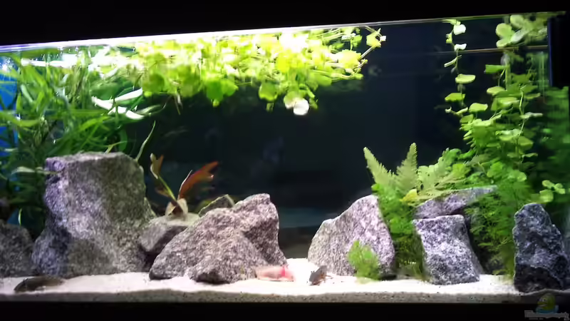 Hauptansicht Aquarium von Becken 18030 von m0use