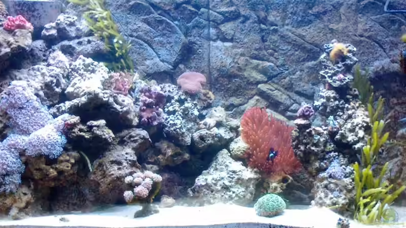 Hauptansicht Aquarium von Becken 18185 von Austauscher (1)