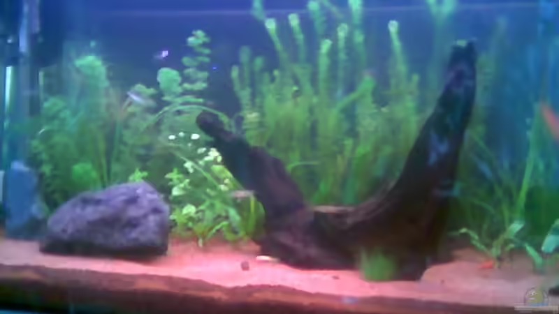 Hauptansicht Aquarium von Becken 1917 von Doreen Sommerfeld