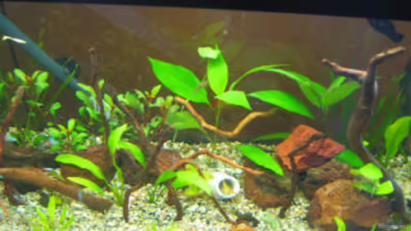 Hauptansicht Aquarium von Becken 19219 von mölsner (1)