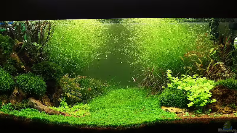 Hauptansicht Aquarium von Becken 19330 von Torsten Thiel (1)