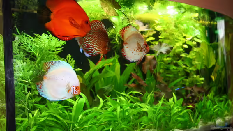 Hauptansicht Aquarium von Becken 19557 von Thomas Brandt (1)