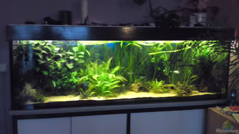 Hauptansicht Aquarium von Becken 19753 (Existiert nicht mehr Aufgelöst) von Peter Tippmar (1)