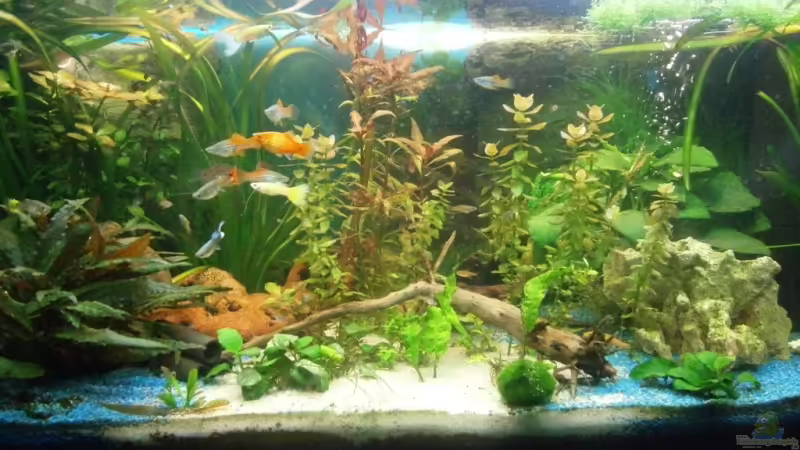 Hauptansicht Aquarium von Becken 21312 von Schusi (1)