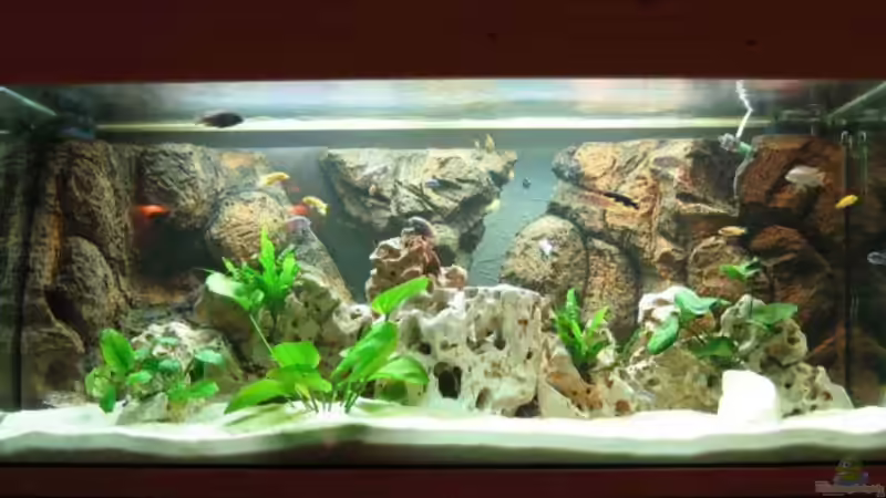Hauptansicht Aquarium von Becken 215 von Alexander Klein (1)