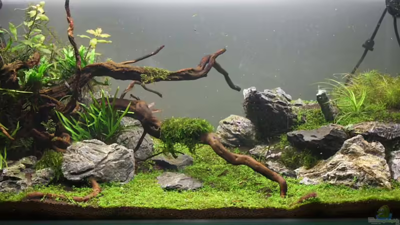 Hauptansicht Aquarium von Becken 21581 von Jaime (1)