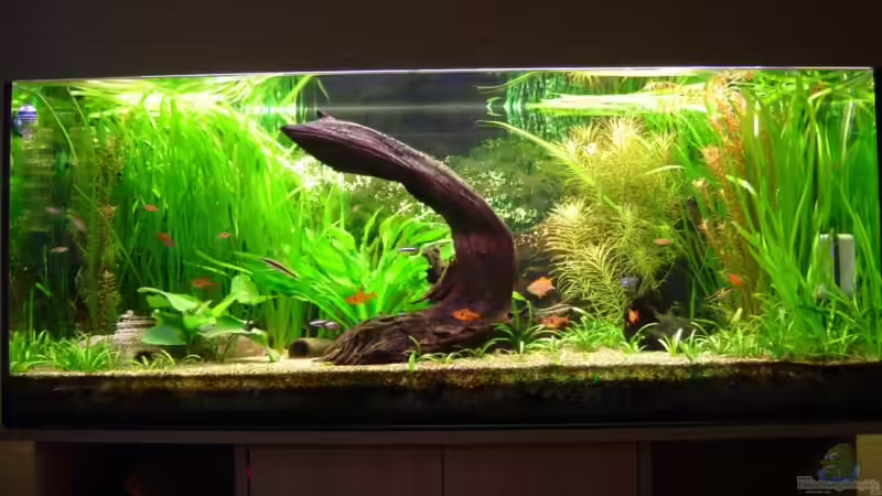 Hauptansicht Aquarium von Becken 2201 von Peter Michaelis (1)