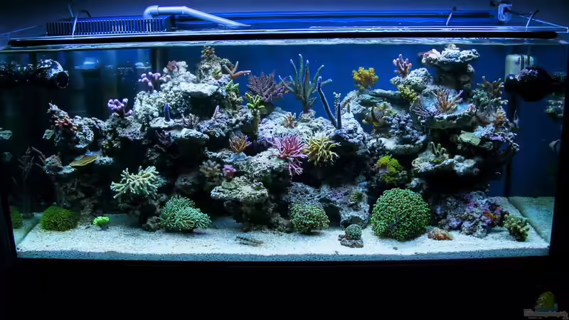 Hauptansicht Aquarium von Becken 22558 von Jürgen Krohmer (1)