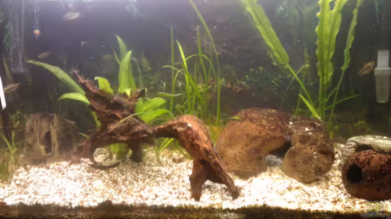 Hauptansicht Aquarium von Becken 22967 von mischling12 (1)