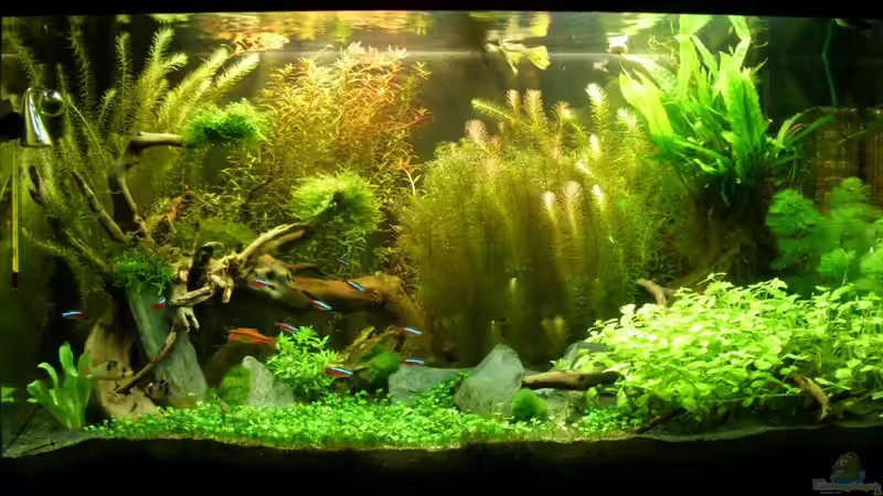 Hauptansicht Aquarium von Becken 22972 von Alex Simon (1)