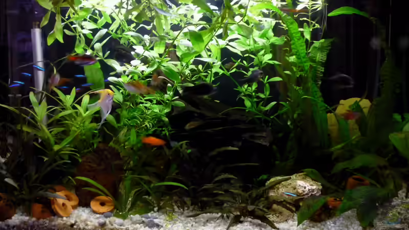 Hauptansicht Aquarium von Becken 23437 von je2r (1)