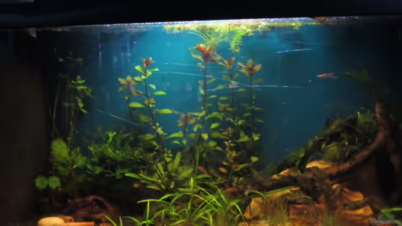 Hauptansicht Aquarium von Becken 23505 von Shazrak (1)