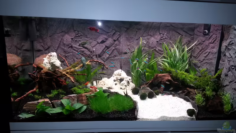 Hauptansicht Aquarium von Becken 24797 von aquaking