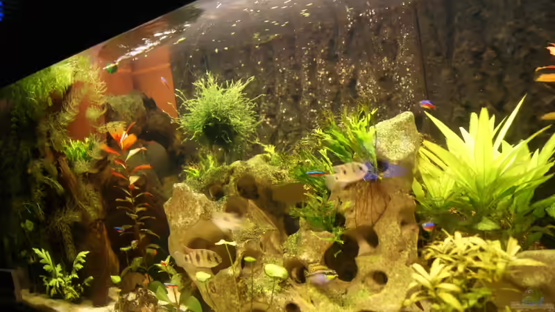 Hauptansicht Aquarium von Becken 25271 von Thmsprb (1)