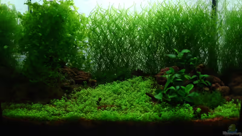 Hauptansicht Aquarium von Becken 25322 von cantiga (1)