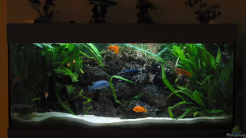 Hauptansicht Aquarium von Becken 254 von Daniel Hieber (1)