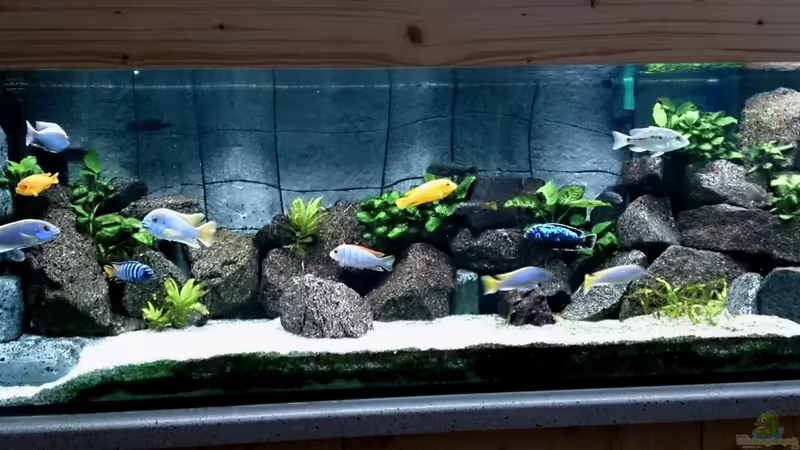 Hauptansicht Aquarium von Becken 25557 von Sven 76 (1)