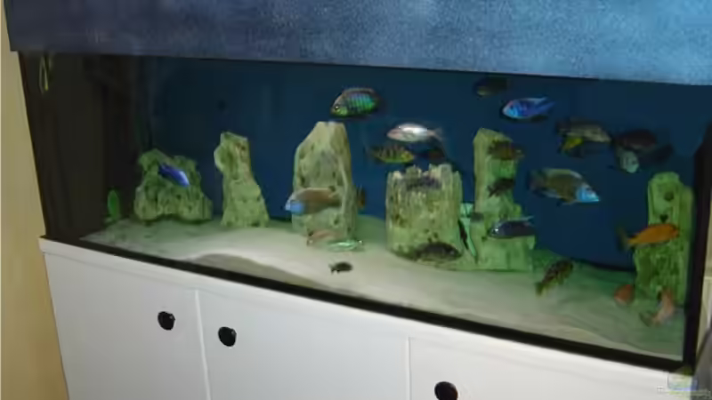 Hauptansicht Aquarium von Becken 262 von Sabine Scheil (1)