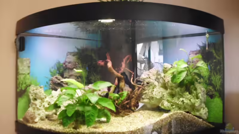 Hauptansicht Aquarium von Becken 26538 von Nicole Scherzberg