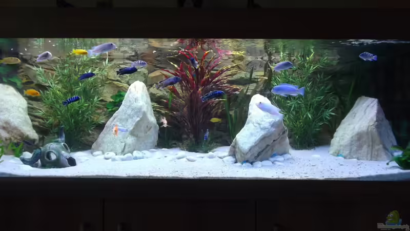 Hauptansicht Aquarium von Becken 26600 von Waldemar Oswald (1)