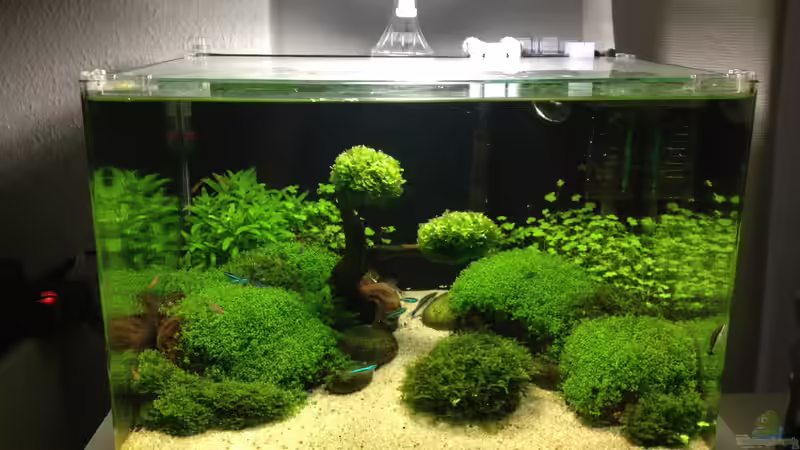 Hauptansicht Aquarium von Becken 27280 von Apistofan (1)