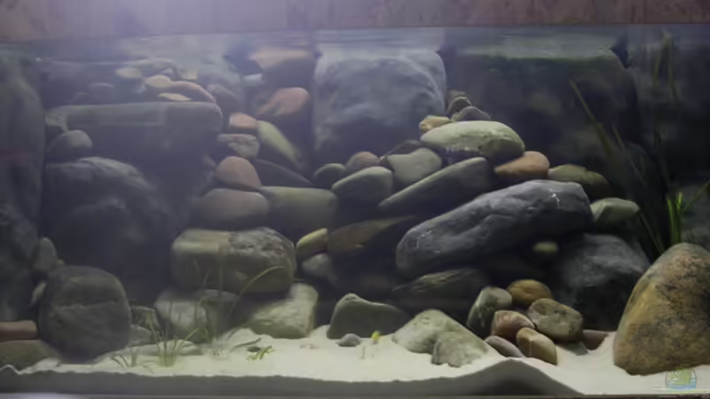 Hauptansicht Aquarium von Becken 2737 von gkr123 (1)