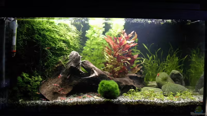Hauptansicht Aquarium von Becken 2756 von Max Kalkfelsen (1)