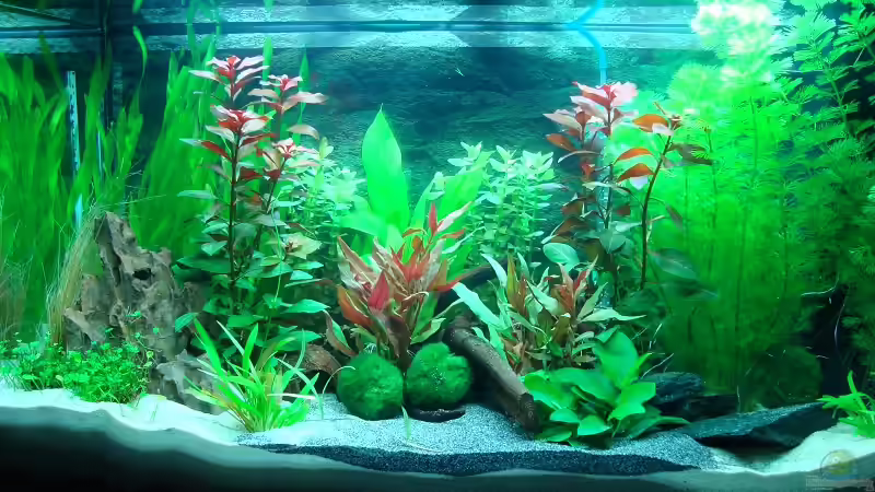 Hauptansicht Aquarium von Becken 27728 von Daniel Eder (1)