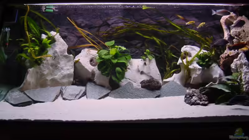 Hauptansicht Aquarium von Becken 281 von Klaus Lacks (1)