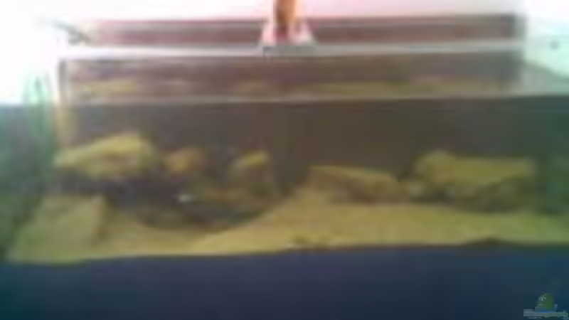 Hauptansicht Aquarium von Becken 2868 von Kai Dinkel (1)