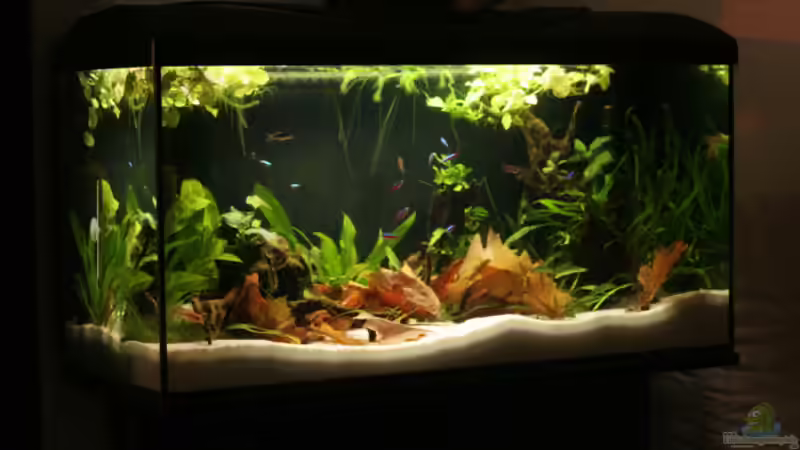Hauptansicht Aquarium von Becken 29774 von Tadeus72 (1)