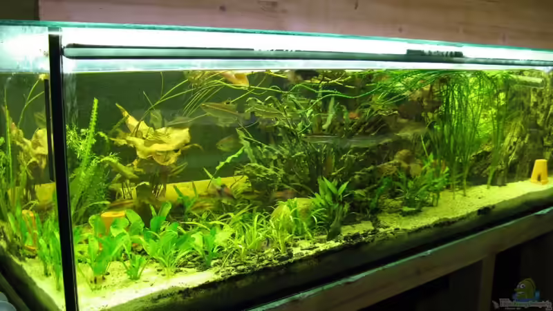 Hauptansicht Aquarium von Becken 3061 von Frank Muth (1)