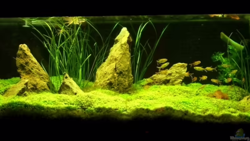 Hauptansicht Aquarium von Becken 3067 von Aqua-Flo (1)