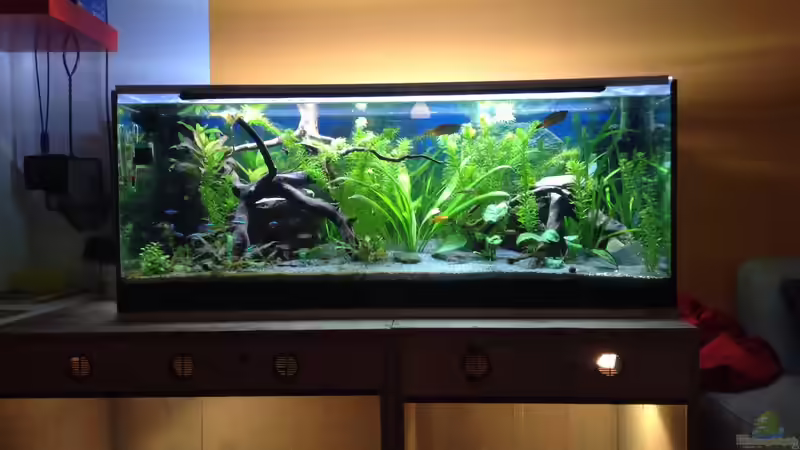 Hauptansicht Aquarium von Becken 30761 von Quasi (1)