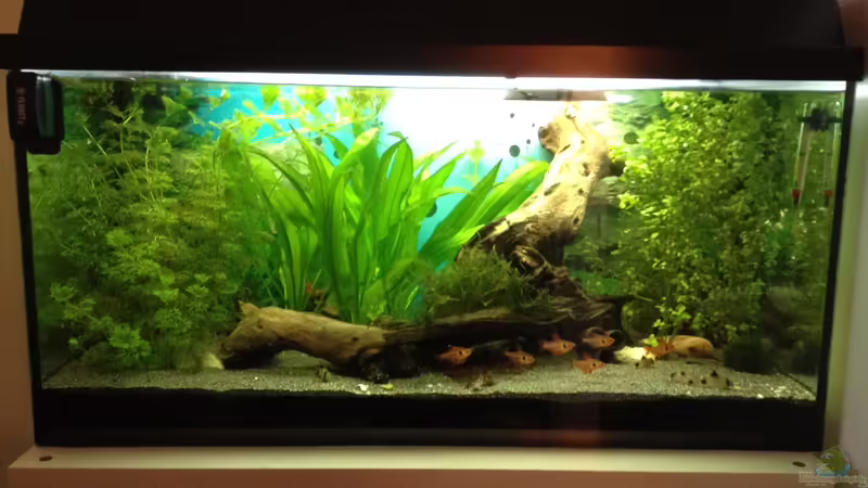 Hauptansicht Aquarium von Becken 30811 von Quasi (1)