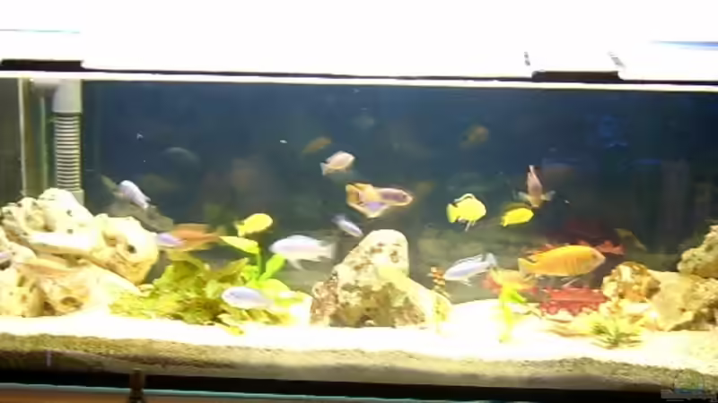 Hauptansicht Aquarium von Becken 310 von Marion Kohl (1)