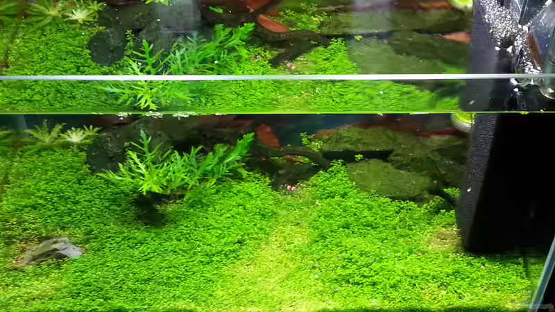 Hauptansicht Aquarium von Becken 31169 von SK Aquarienleben (1)