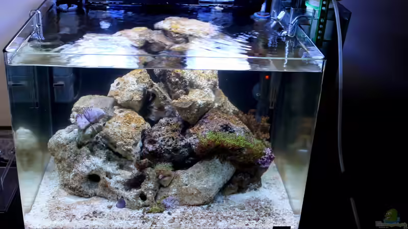 Hauptansicht Aquarium von Becken 31417 von die Perle... (1)